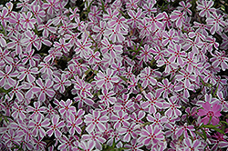 Candy Stripe Moss Phlox (Phlox subulata 'Candy Stripe') at Lurvey Garden Center