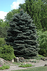 Fat Albert Blue Spruce (Picea pungens 'Fat Albert') at Make It Green Garden Centre