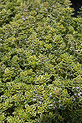 Lemon Thyme (Thymus x citriodorus) at Lurvey Garden Center