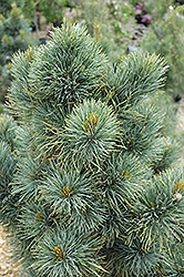 Blue Mound Swiss Stone Pine (Pinus cembra 'Blue Mound') at Make It Green Garden Centre