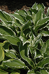 White-Variegated Hosta (Hosta undulata 'Albomarginata') at Make It Green Garden Centre