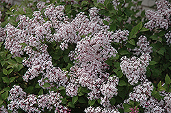 Sugar Plum Fairy Lilac (Syringa 'Sugar Plum Fairy') at Lurvey Garden Center