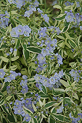 Stairway To Heaven Jacob's Ladder (Polemonium 'Stairway To Heaven') at Lurvey Garden Center