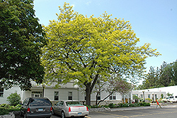 Sunburst Honeylocust (Gleditsia triacanthos 'Suncole') at Lurvey Garden Center