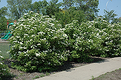 Highbush Cranberry (Viburnum trilobum) at Lurvey Garden Center