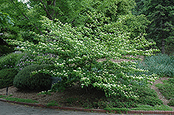 Pagoda Dogwood (Cornus alternifolia) at Lurvey Garden Center