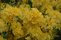 Lemon Lights Azalea (Rhododendron 'Lemon Lights') at Lurvey Garden Center