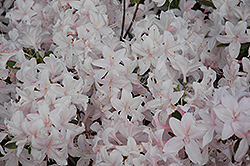 White Lights Azalea (Rhododendron 'White Lights') at Lurvey Garden Center
