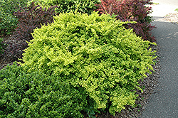 Golden Japanese Barberry (Berberis thunbergii 'Aurea') at Make It Green Garden Centre