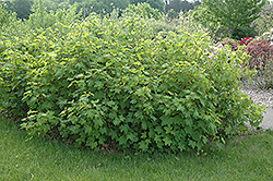 Flowering Raspberry (Rubus odoratus) at Make It Green Garden Centre