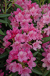 Hellikki Rhododendron (Rhododendron 'Hellikki') at Make It Green Garden Centre