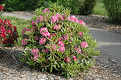 Haaga Rhododendron (Rhododendron 'Haaga') at Make It Green Garden Centre