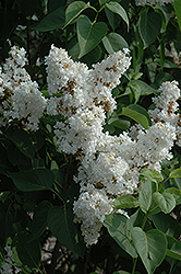 Fiala Remembrance Lilac (Syringa vulgaris 'Fiala Remembrance') at Make It Green Garden Centre