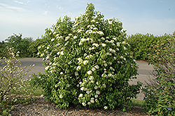 Nannyberry (Viburnum lentago) at Make It Green Garden Centre