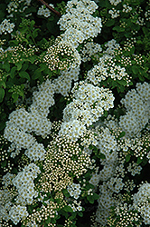 Halward's Silver Spirea (Spiraea nipponica 'Halward's Silver') at Make It Green Garden Centre