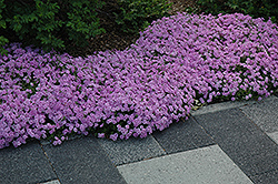 Fort Hill Moss Phlox (Phlox subulata 'Fort Hill') at Make It Green Garden Centre