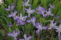 Dwarf Crested Iris (Iris cristata) at Make It Green Garden Centre