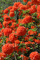 Mandarin Lights Azalea (Rhododendron 'Mandarin Lights') at Make It Green Garden Centre