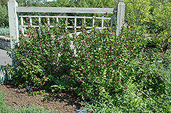 Common Sweetshrub (Calycanthus floridus) at Make It Green Garden Centre