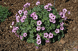 Ballerina Cranesbill (Geranium cinereum 'Ballerina') at Lurvey Garden Center