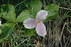 Great White Trillium (Trillium grandiflorum) at Make It Green Garden Centre