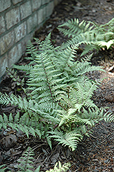 Ghost Fern (Athyrium 'Ghost') at Lurvey Garden Center