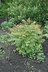 Sem False Spirea (Sorbaria sorbifolia 'Sem') at Lurvey Garden Center