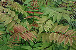 Sem False Spirea (Sorbaria sorbifolia 'Sem') at Make It Green Garden Centre