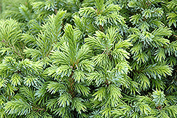 Dwarf Serbian Spruce (Picea omorika 'Nana') at Make It Green Garden Centre