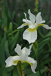Snow Queen Siberian Iris (Iris sibirica 'Snow Queen') at Make It Green Garden Centre
