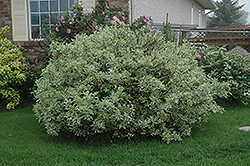 Ivory Halo Dogwood (Cornus alba 'Ivory Halo') at Make It Green Garden Centre