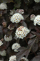 Diablo Ninebark (Physocarpus opulifolius 'Monlo') at Lurvey Garden Center