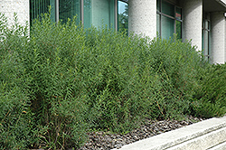 Dwarf Turkestan Burning Bush (Euonymus nanus 'Turkestanicus') at Make It Green Garden Centre