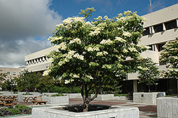 Ivory Silk Japanese Tree Lilac (Syringa reticulata 'Ivory Silk') at Make It Green Garden Centre
