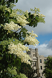 Ivory Silk Japanese Tree Lilac (Syringa reticulata 'Ivory Silk') at Make It Green Garden Centre