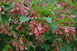 Flame Amur Maple (Acer ginnala 'Flame') at Lurvey Garden Center