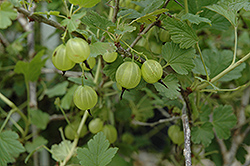 Hinnonmaki Yellow Gooseberry (Ribes uva-crispa 'Hinnonmaki Yellow') at Make It Green Garden Centre