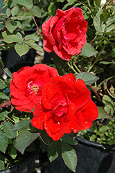 Morden Fireglow Rose (Rosa 'Morden Fireglow') at Make It Green Garden Centre