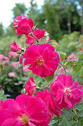 Captain Samuel Holland Rose (Rosa 'Captain Samuel Holland') at Make It Green Garden Centre