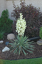 Small Soapweed (Yucca glauca) at Make It Green Garden Centre