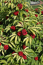 Red Elderberry (Sambucus racemosa) at Make It Green Garden Centre