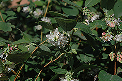 Snowberry (Symphoricarpos albus) at Make It Green Garden Centre