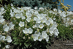 White Clips Bellflower (Campanula carpatica 'White Clips') at Make It Green Garden Centre
