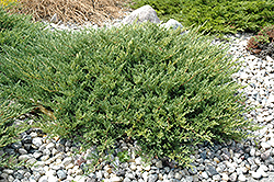Andorra Juniper (Juniperus horizontalis 'Plumosa Compacta') at Make It Green Garden Centre