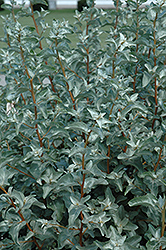 Silverberry (Elaeagnus commutata) at Make It Green Garden Centre