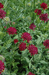 Crimson Scabious (Knautia macedonica) at Lurvey Garden Center