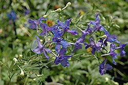 Blue Butterfly Delphinium (Delphinium grandiflorum 'Blue Butterfly') at Make It Green Garden Centre