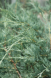 Moonglow Juniper (Juniperus scopulorum 'Moonglow') at Make It Green Garden Centre