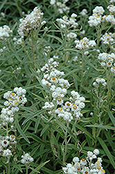 Pearly Everlasting (Anaphalis margaritacea) at Lurvey Garden Center