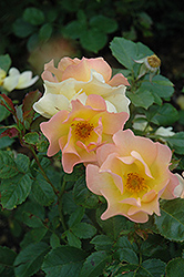 Morden Sunrise Rose (Rosa 'Morden Sunrise') at Make It Green Garden Centre